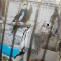 عروس هلندی با جوجه|پرنده|دورود, |دیوار