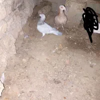 کبوتر جفتی قیچی سار بشرط تخم وجوجه