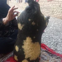 هیزه بزرگ|ظروف نگهدارنده، پلاستیکی، یکبارمصرف|اندیمشک, |دیوار