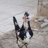 مرغ وخروس گلین