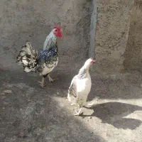 مرغ و خروس زینتی سپرایت