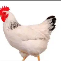 فروش 7مرغ تخمگذار درجه یک