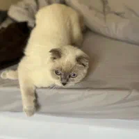 اسکاتیش بلو