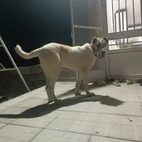 سگ خرسانی