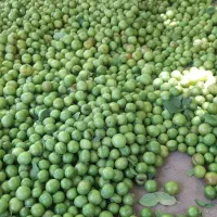 فروش باغ ۵۵ ساله از ۵۰۰ متر به بالا