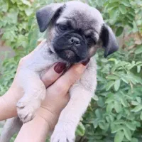 سگ نژاد پاگ به فروش می‌رسد ۴ماهه
