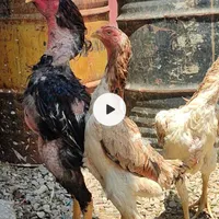 مرغ اوشامو اصل|حیوانات مزرعه|تهران, جهاد|دیوار
