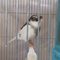 قناری گلاستر