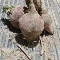 فروش چغندر علوفه ای