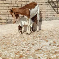 بز مطفل|حیوانات مزرعه|اهواز, کمپلو شمالی|دیوار