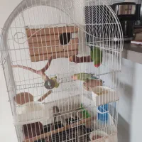 طوطی برزیلی