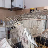 عروس هلندی|پرنده|مشهد, ادیب نیشابوری (شهرک غرب)|دیوار