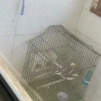 عروس جفت با تخفیف|پرنده|بافق, |دیوار