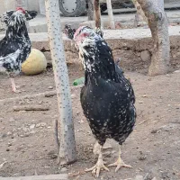 تخم مرغ گلین|حیوانات مزرعه|جونقان, |دیوار