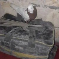 طوقی نرمست|پرنده|اهواز, زیباشهر|دیوار