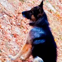 سگ ژرمن|سگ|اردبیل, |دیوار