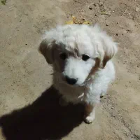 دو عدد توله شیتزو|سگ|سبزوار, شرق کال میانی|دیوار