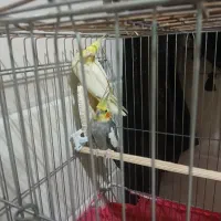 عروس هلندی جفت