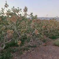 فروش ۳۳۰۰متر زمین پسته احمد آقایی ۲۳ساله|فروش دفتر صنعتی، کشاورزی، تجاری|بهاباد, |دیوار