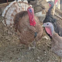 بوقلمون بوربون