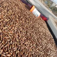 بلوط تحویل دامداری فسا و اطراف