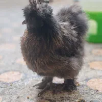 مرغ و خروس ابریشمی