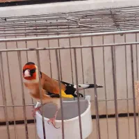 سیره وقناری