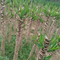 یوکا پایدار|گل و گیاه طبیعی|بابل, |دیوار