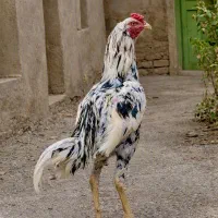 خروس لاری اصیل