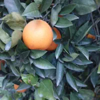 تامسون درجه یک فله|خوردنی و آشامیدنی|عباس‌آباد, |دیوار