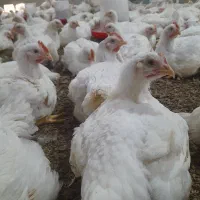 مرغ گوشتی ارگانیک