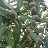 زمین واقع در دره غول روستای نور اباد|فروش زمین و ملک کلنگی|بهار, |دیوار