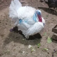 چهار تا بوقلمون ماده یک نر|حیوانات مزرعه|دهگلان, |دیوار