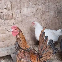 فریک مرغ سبرایت|حیوانات مزرعه|قزوین, |دیوار