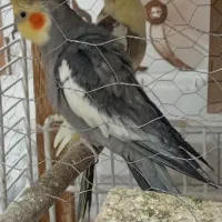 سویسه صالح