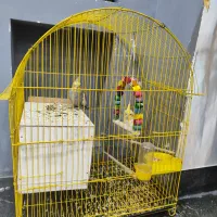 یک جفت عروس هلندی