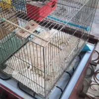 پرنده،مرغ عشق|پرنده|کازرون, |دیوار