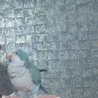 راهب آبی دستی و سخنگو|پرنده|اصفهان, سپاهان‌شهر|دیوار