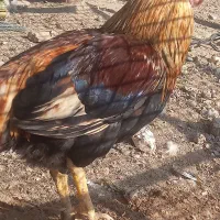 دومرغ جوا ن و خروس|حیوانات مزرعه|شوشتر, |دیوار