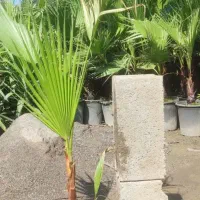 نخل پالم واشنگتن