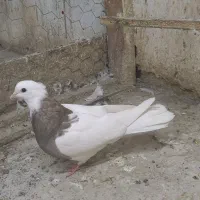 کفنر