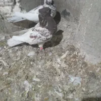 باسلام فروش کبوتر کله سرخ۶۰۰تومان|پرنده|اصفهان, الهیه|دیوار