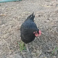 مرغ و خروس و مرغ محلی