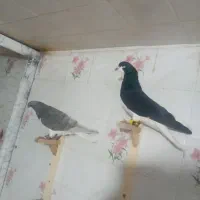 دو تا چپ سیاه و الماسی شقه|پرنده|شیراز, کوزه گری|دیوار