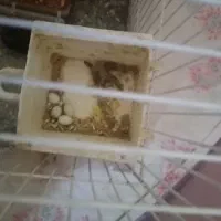 فنج|پرنده|مشهد, مصلی (کارمندان اول)|دیوار