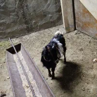 بزغاله ماده