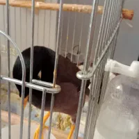 مرغ مینا|پرنده|کرمانشاه, |دیوار