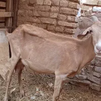 بز شیر|حیوانات مزرعه|اردکان, |دیوار
