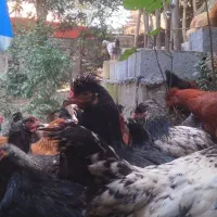 فروش جوجه سه ماهه گلپایگان واکسناسیون شده سالم|حیوانات مزرعه|رانکوه, |دیوار