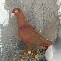 کفتر|پرنده|شیراز, کوشک میدان|دیوار